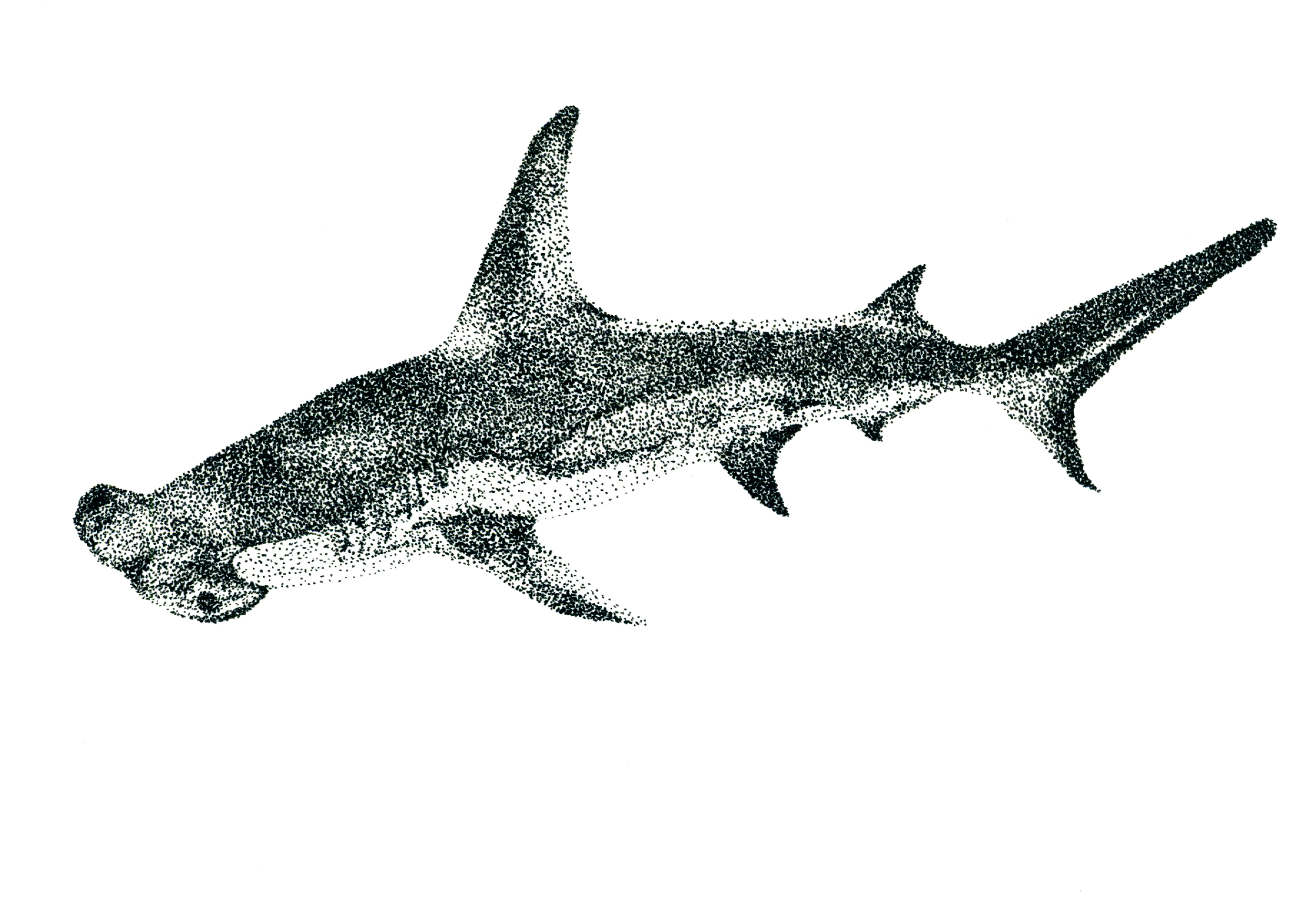 Tiburón martillo